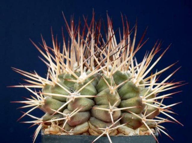 Gymnocalycium_michoga